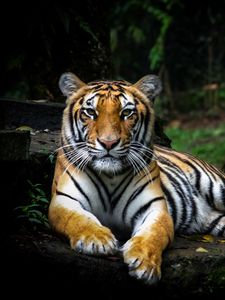 Preview wallpaper tiger, glance, big cat, predator, wildlife