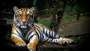 Preview wallpaper tiger, glance, big cat, predator, wildlife