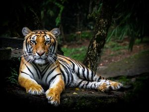 Preview wallpaper tiger, glance, big cat, predator, wildlife