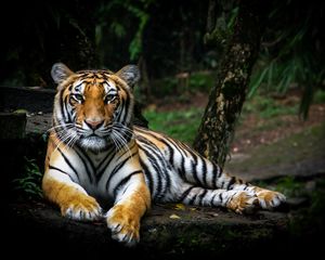 Preview wallpaper tiger, glance, big cat, predator, wildlife