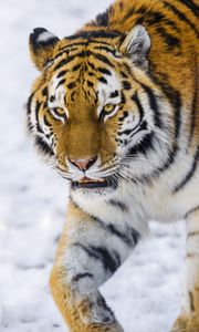 Preview wallpaper tiger, glance, big cat, wildlife, animal