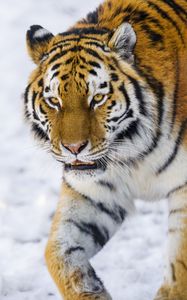 Preview wallpaper tiger, glance, big cat, wildlife, animal