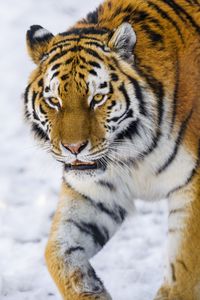 Preview wallpaper tiger, glance, big cat, wildlife, animal