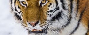 Preview wallpaper tiger, glance, big cat, wildlife, animal