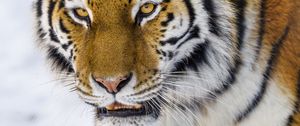 Preview wallpaper tiger, glance, big cat, wildlife, animal