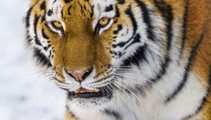 Preview wallpaper tiger, glance, big cat, wildlife, animal