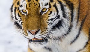 Preview wallpaper tiger, glance, big cat, wildlife, animal