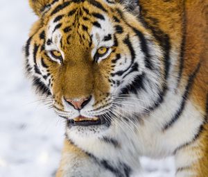 Preview wallpaper tiger, glance, big cat, wildlife, animal