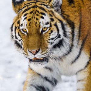 Preview wallpaper tiger, glance, big cat, wildlife, animal
