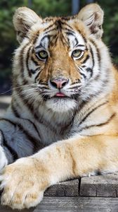 Preview wallpaper tiger, glance, fur, color, animal