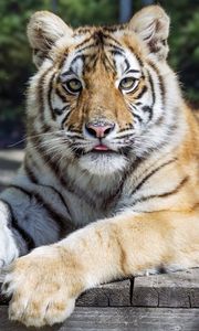 Preview wallpaper tiger, glance, fur, color, animal