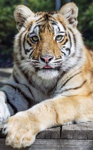 Preview wallpaper tiger, glance, fur, color, animal
