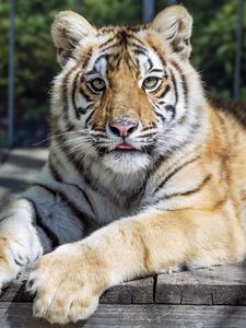 Preview wallpaper tiger, glance, fur, color, animal