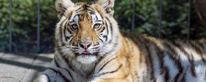 Preview wallpaper tiger, glance, fur, color, animal