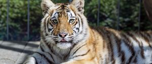 Preview wallpaper tiger, glance, fur, color, animal