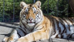 Preview wallpaper tiger, glance, fur, color, animal