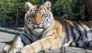 Preview wallpaper tiger, glance, fur, color, animal