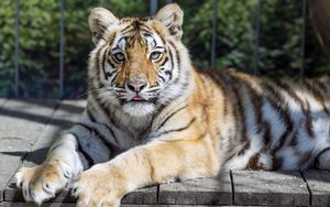 Preview wallpaper tiger, glance, fur, color, animal