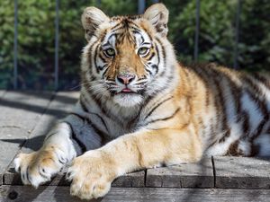 Preview wallpaper tiger, glance, fur, color, animal