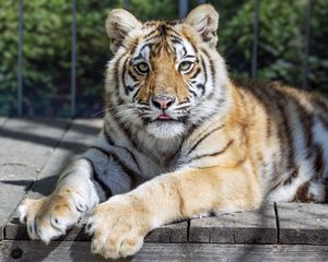 Preview wallpaper tiger, glance, fur, color, animal