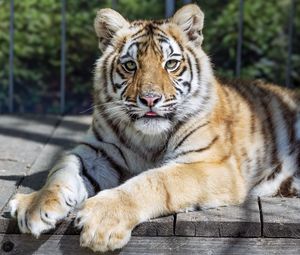 Preview wallpaper tiger, glance, fur, color, animal