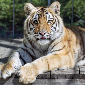 Preview wallpaper tiger, glance, fur, color, animal