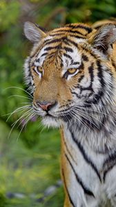 Preview wallpaper tiger, glance, muzzle, predator, big cat