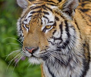 Preview wallpaper tiger, glance, muzzle, predator, big cat