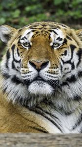 Preview wallpaper tiger, glance, nose, predator, animal