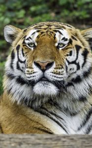 Preview wallpaper tiger, glance, nose, predator, animal