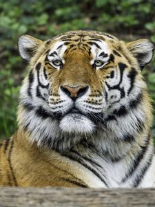 Preview wallpaper tiger, glance, nose, predator, animal