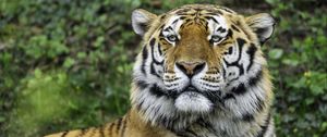 Preview wallpaper tiger, glance, nose, predator, animal