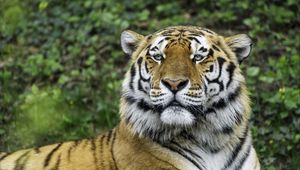 Preview wallpaper tiger, glance, nose, predator, animal