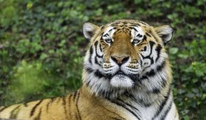Preview wallpaper tiger, glance, nose, predator, animal