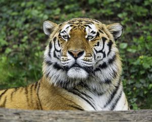 Preview wallpaper tiger, glance, nose, predator, animal