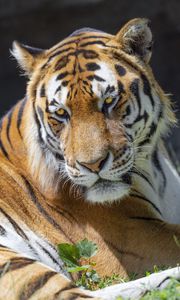 Preview wallpaper tiger, glance, pose, predator, big cat