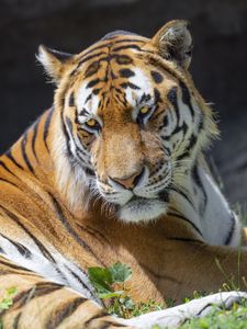 Preview wallpaper tiger, glance, pose, predator, big cat