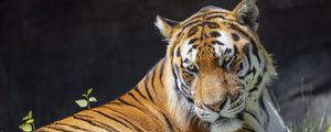 Preview wallpaper tiger, glance, pose, predator, big cat