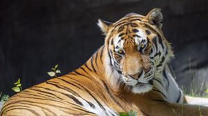 Preview wallpaper tiger, glance, pose, predator, big cat