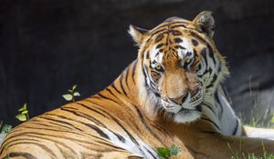 Preview wallpaper tiger, glance, pose, predator, big cat