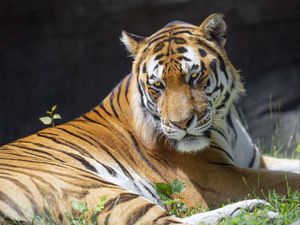 Preview wallpaper tiger, glance, pose, predator, big cat