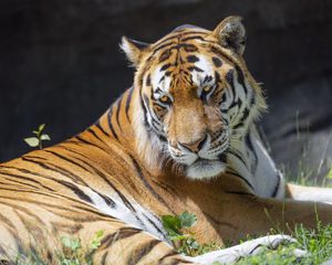 Preview wallpaper tiger, glance, pose, predator, big cat