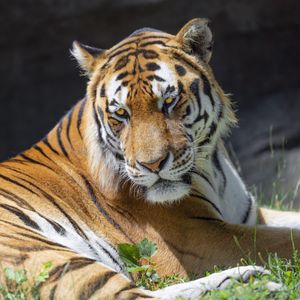 Preview wallpaper tiger, glance, pose, predator, big cat