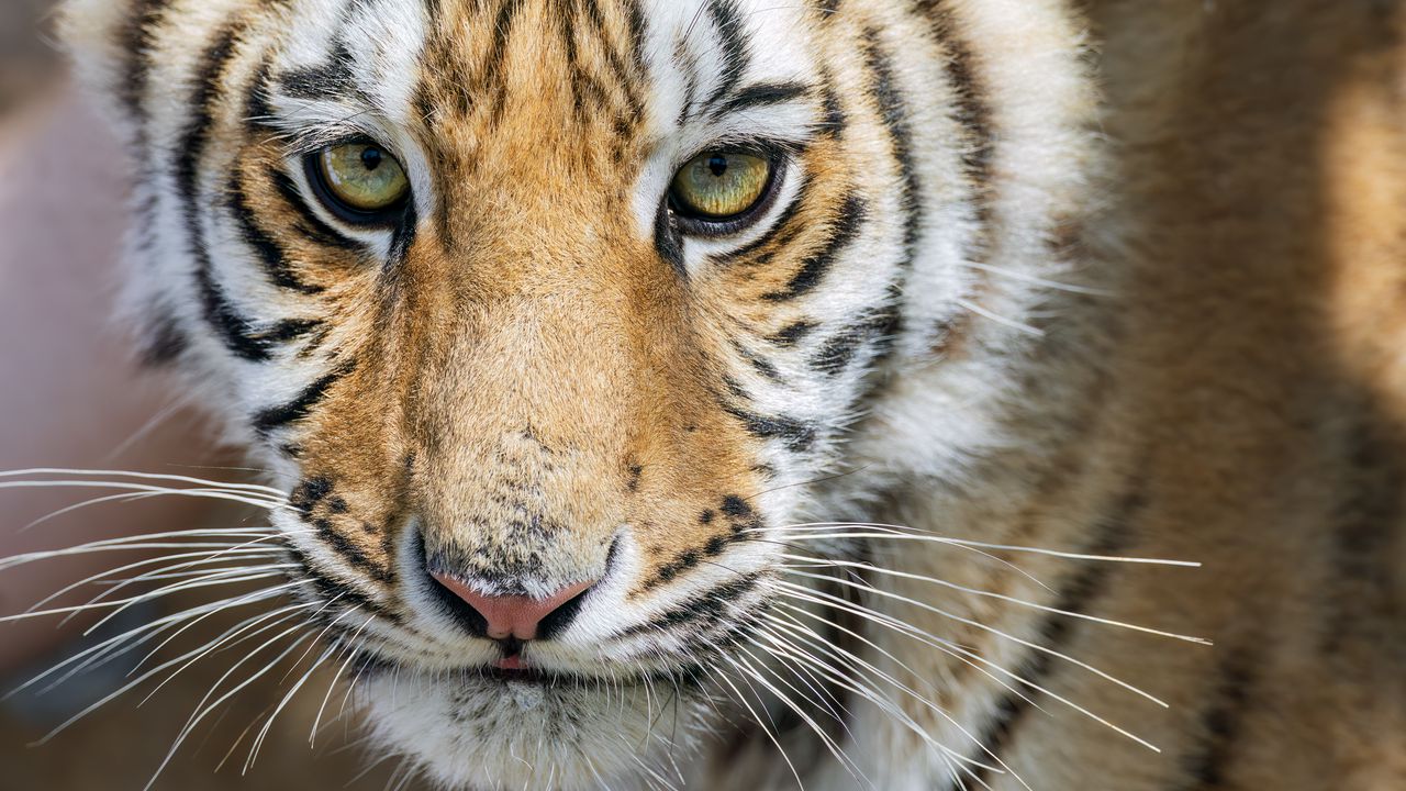 Wallpaper tiger, glance, predator, fur, animal