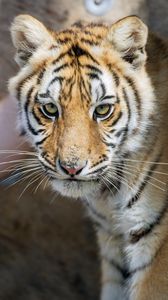 Preview wallpaper tiger, glance, predator, fur, animal