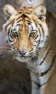 Preview wallpaper tiger, glance, predator, fur, animal