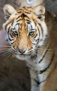 Preview wallpaper tiger, glance, predator, fur, animal