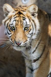 Preview wallpaper tiger, glance, predator, fur, animal