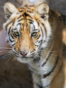 Preview wallpaper tiger, glance, predator, fur, animal