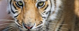 Preview wallpaper tiger, glance, predator, fur, animal